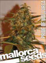 Mallorca Seeds - Pride of Mallorca strain photo
