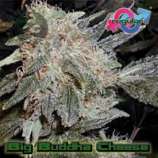 Big Buddha Cheese strain photo