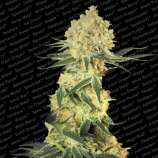 Auto Wappa strain photo