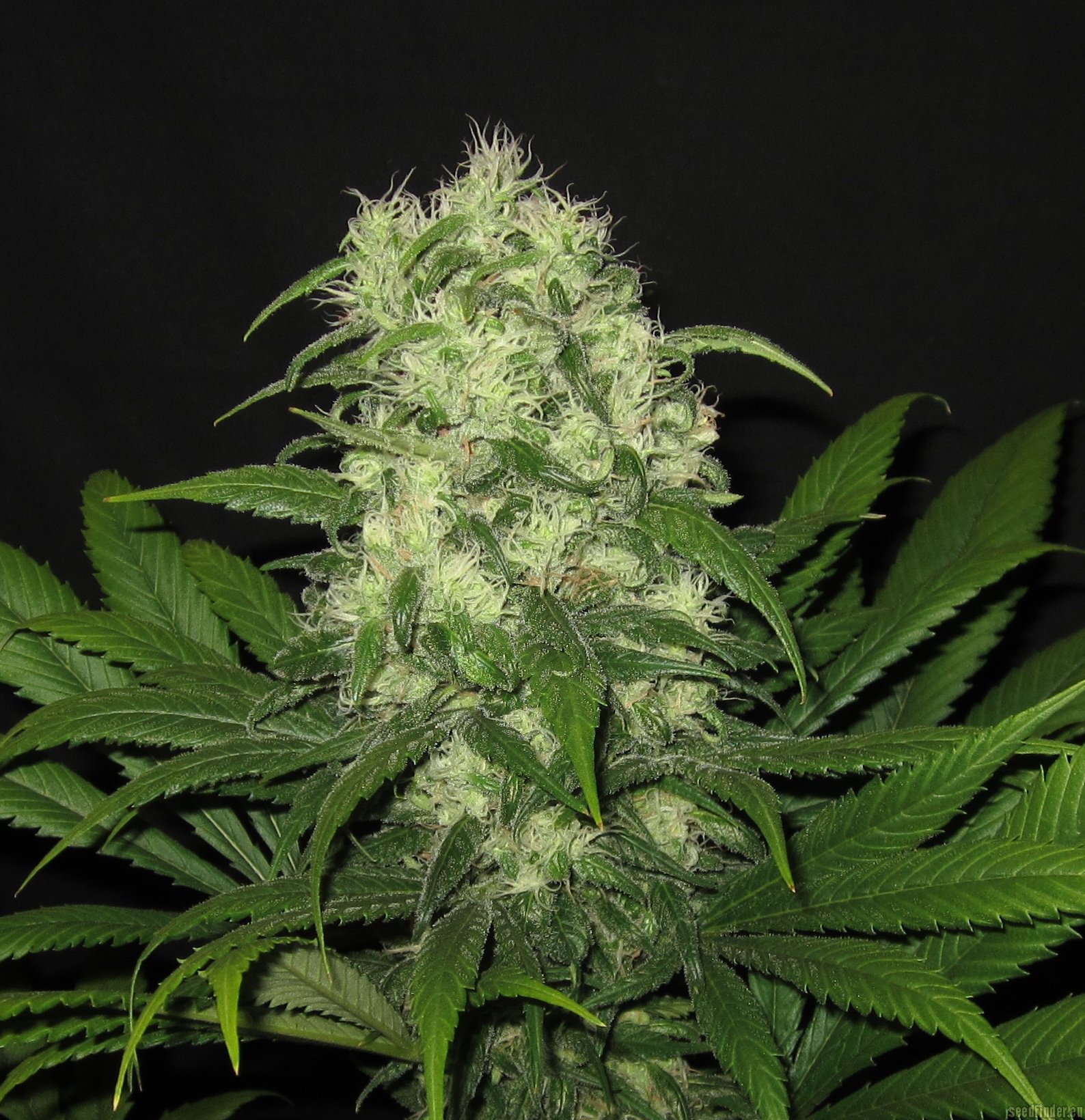 B.I.G. Seeds - Critical Raskera strain photo