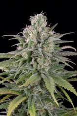 UK Cheese Auto strain photo