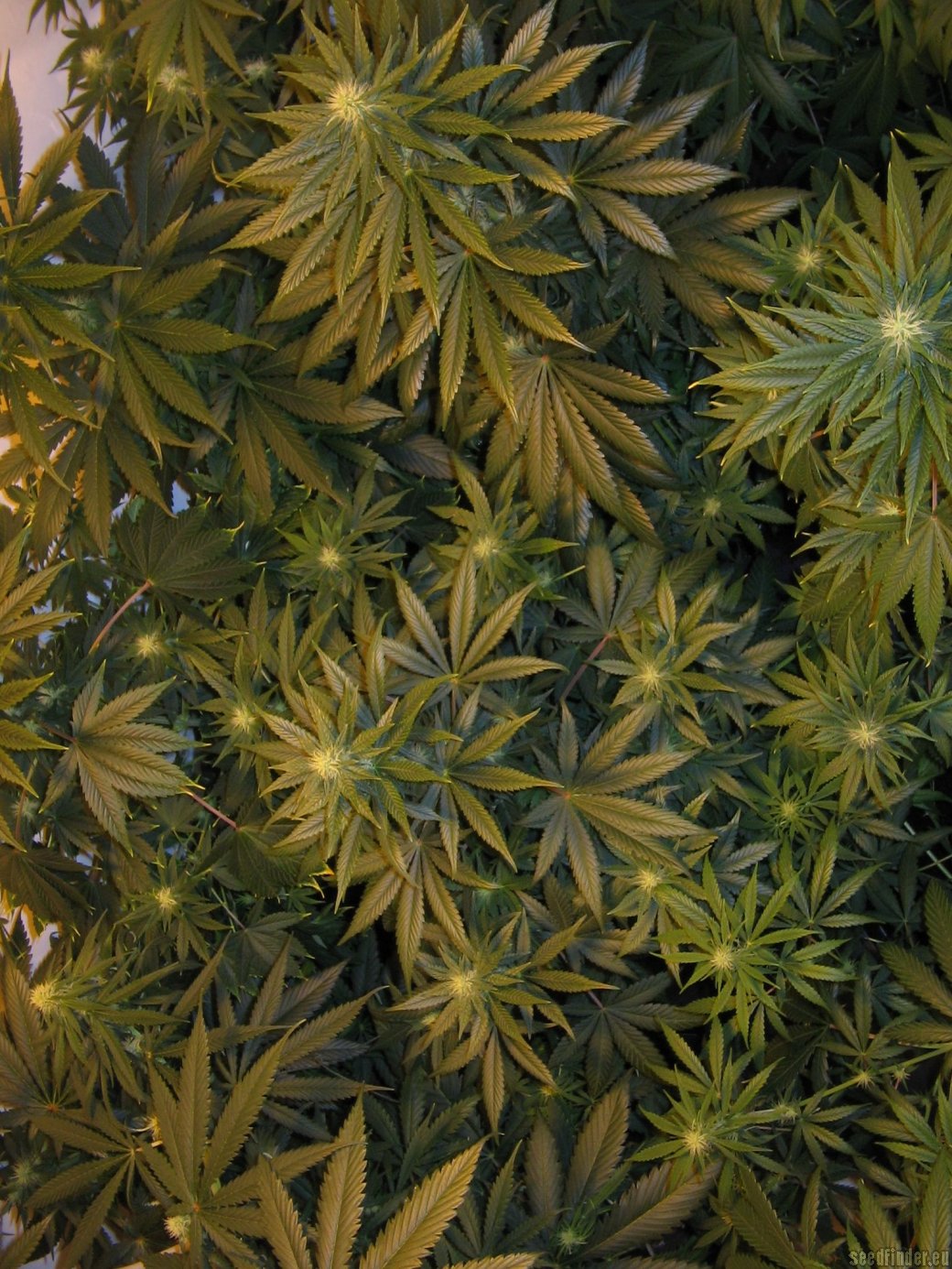 Shiva Shanti II strain photo