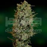 NYC Diesel Auto strain photo
