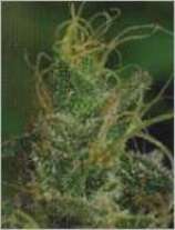 De Sjamaan - Magic Crystal strain photo