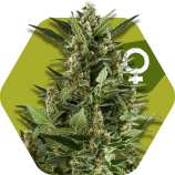 Zambeza - Green AK XL strain photo