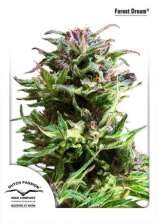Forest Dream strain photo