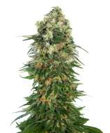 Shiva Skunk Automatic strain photo