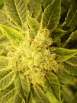 Txomango strain photo