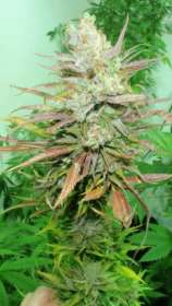 Super Silver Yo Mama strain photo