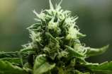 John Doe strain photo