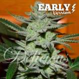 Unknown Kush Early Version strain photo