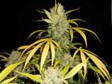 TreeTown Seeds - Cheese Plate strain photo