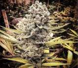 Quattro Kush strain photo