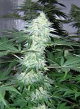 White Widow strain photo