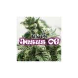 Black Jesus OG strain photo