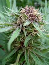 Erdpurt strain photo