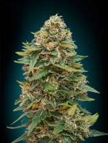 Auto Skunk 47 strain photo