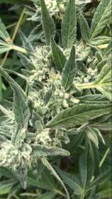 2016 OG Glue strain photo