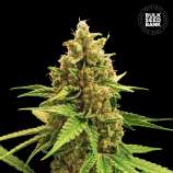 Winning Cake strain photo