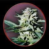 SwissSeeds - Granflora strain photo