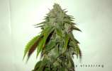 Cornerstone strain photo