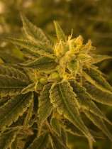 Alaskan TF x Skunk 1 strain photo