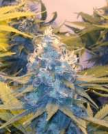 Cheese x Haze strain photo