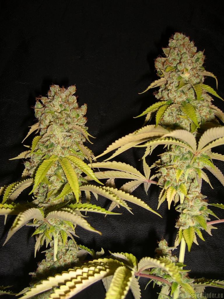 Super Sour Skunk strain photo