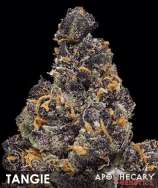 Tangie strain photo