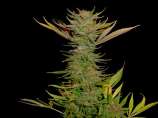 Soma Seeds - G13 Haze Reclining Buddha strain photo