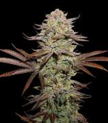 Sticky Fingers Autoflower strain photo
