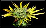 Rainbow strain photo