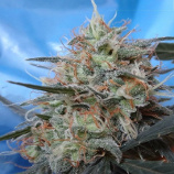 Congo x Kali China strain photo