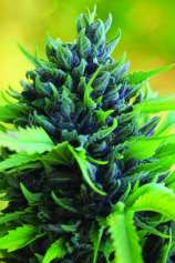Humboldt Dream strain photo