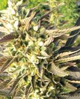 Train Wreck strain photo