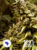 Zimbabwe strain photo