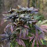 Blueberry x Jesus OG strain photo