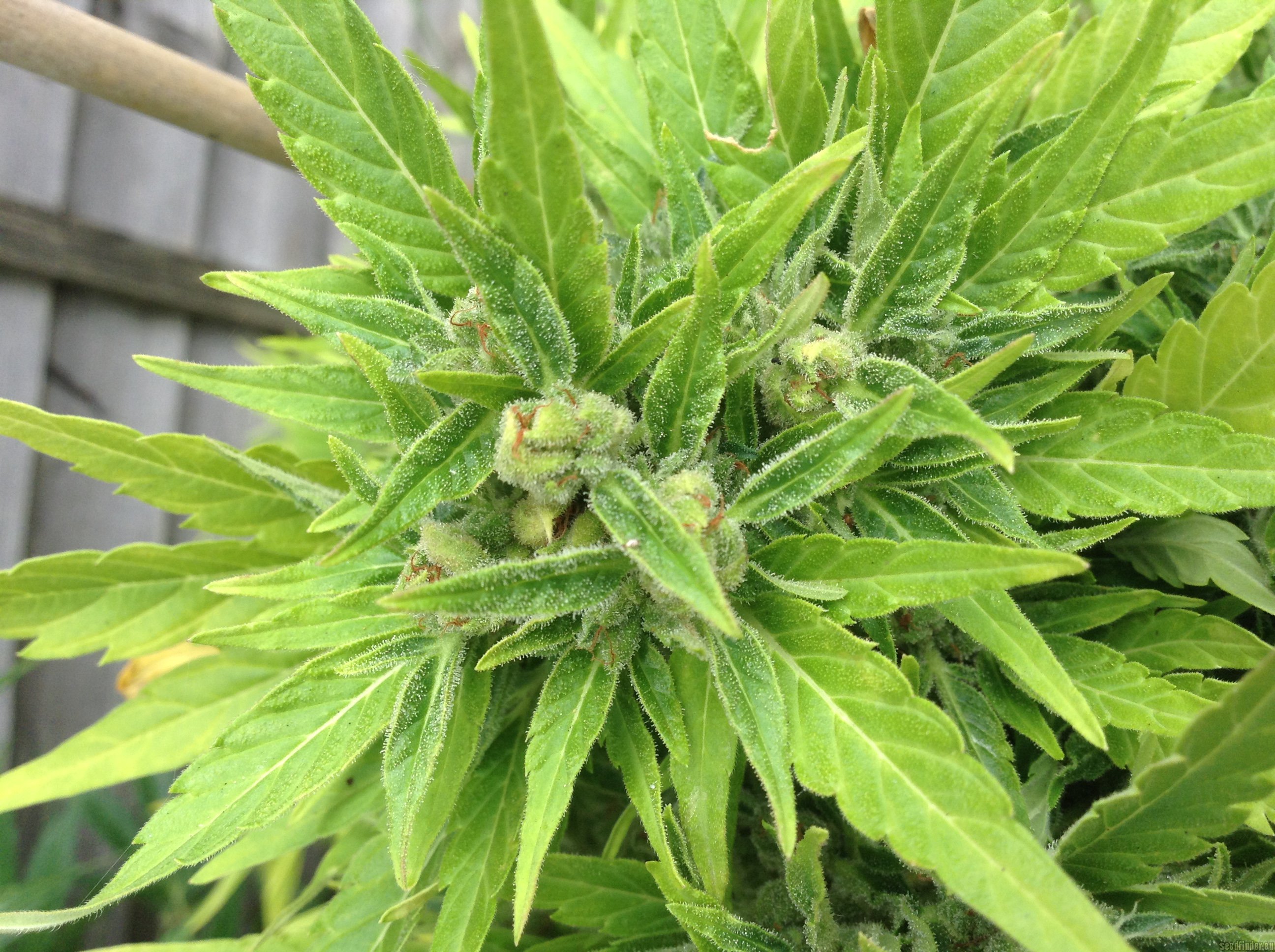 AutoDurban Poison strain photo