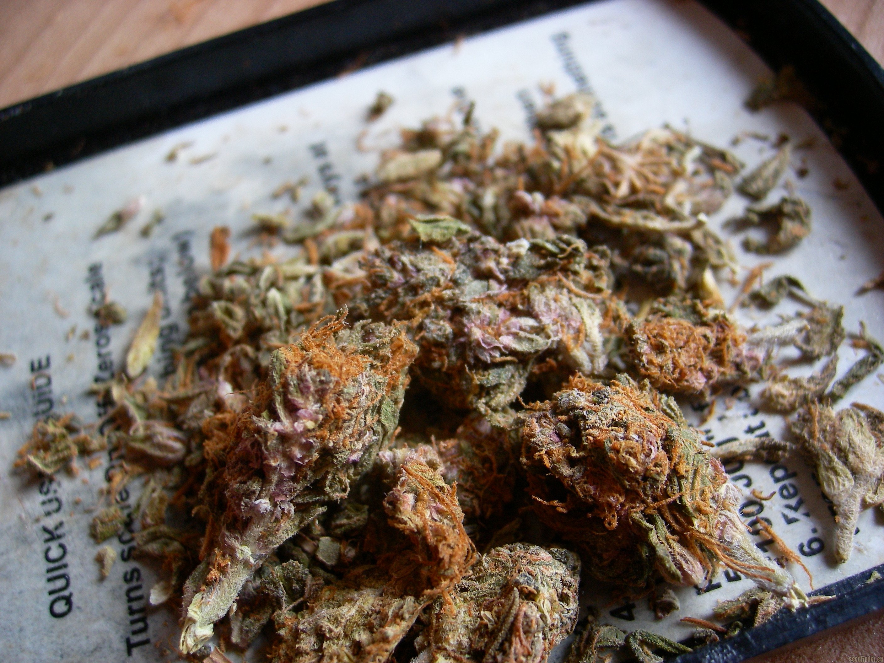 Night Queen strain photo