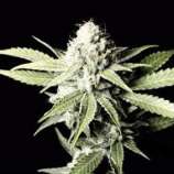 VIP Auto strain photo
