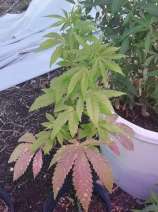 Sybot strain photo