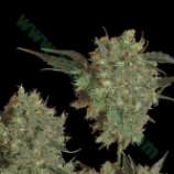 Marley's Bud strain photo