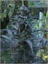 Silverdream strain photo