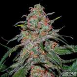 Super Lemon Haze strain photo