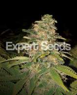 Critical Blue Auto strain photo