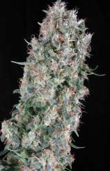 The Dope strain photo