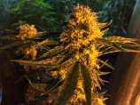 Widow Shocker strain photo