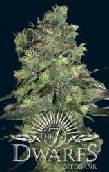 Goliath strain photo