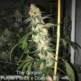 The Gorgon strain photo