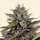 Auto Blueberry strain photo